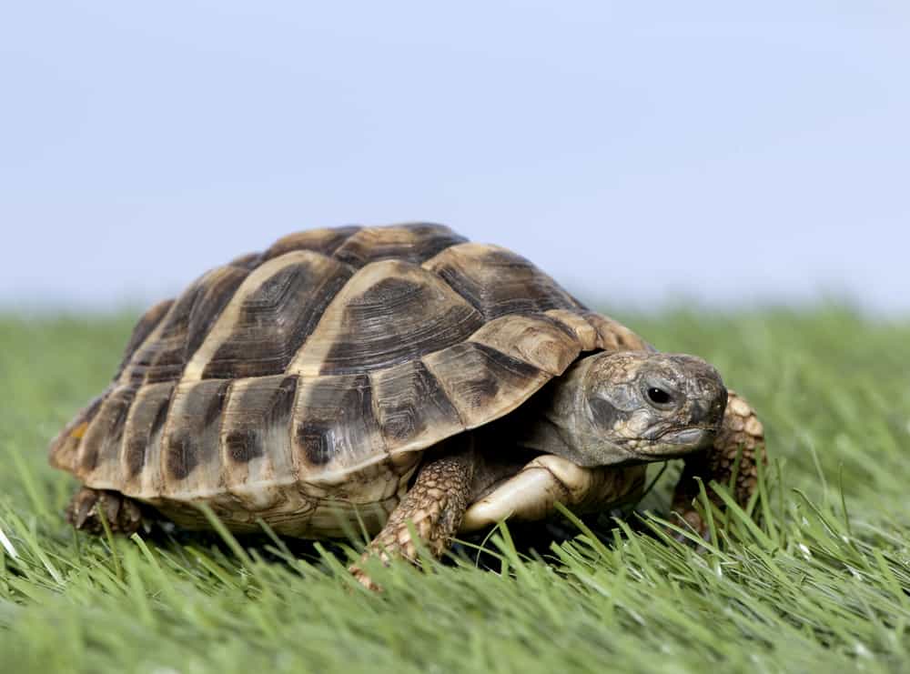 tortoise v turtle