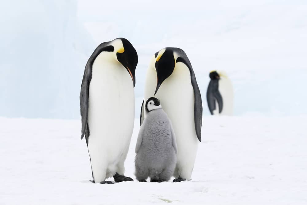 emperor penguin fatcs