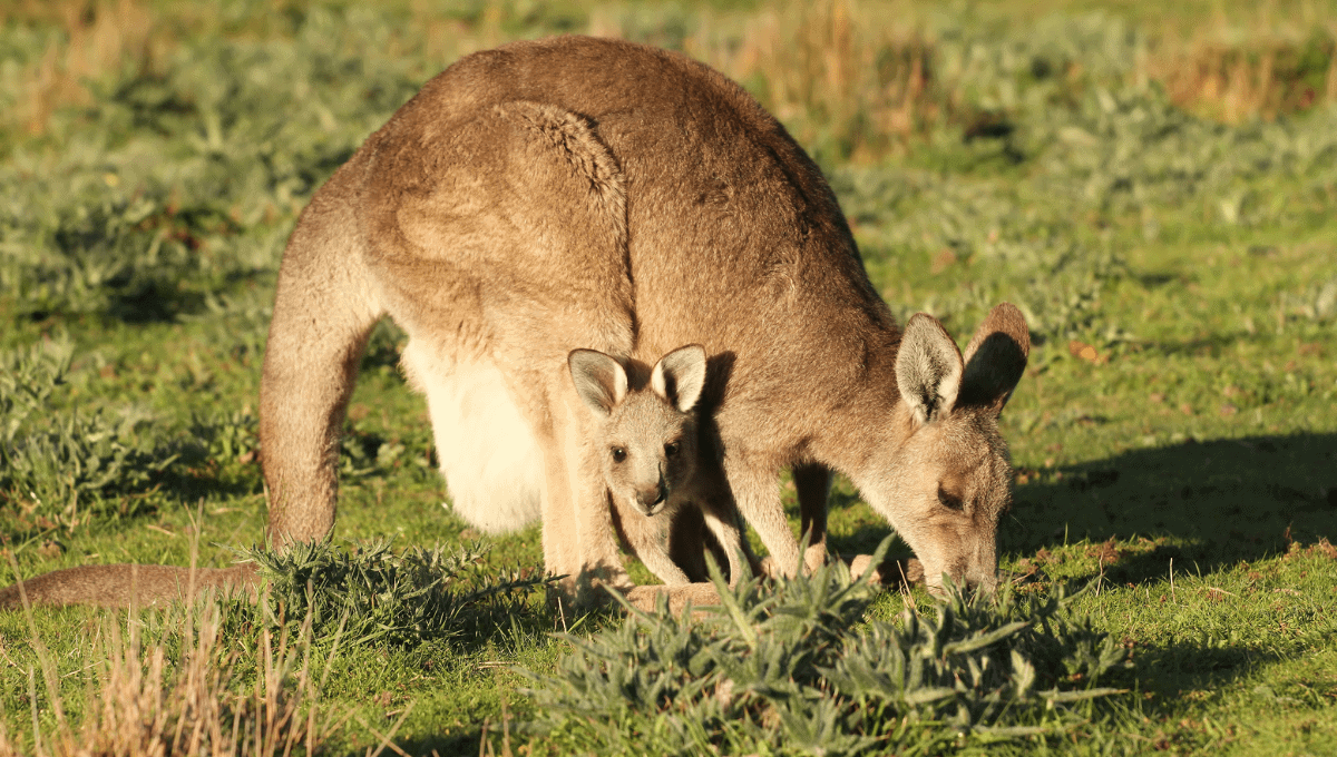 Kangaroo Facts for Kids