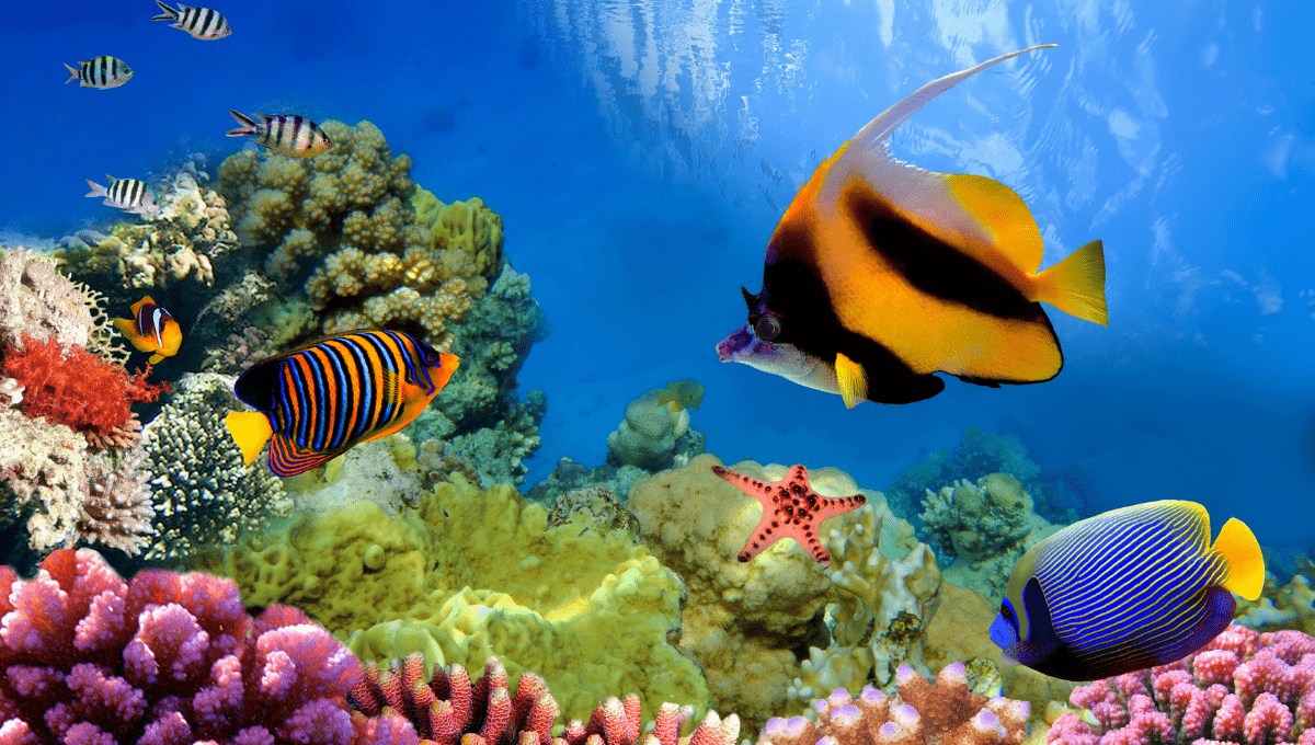Great Barrier Reef Facts for Kids