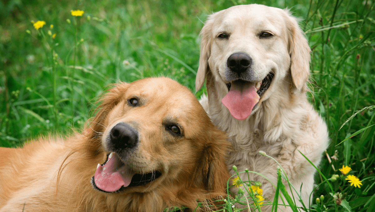 smiling Labradors dog facts