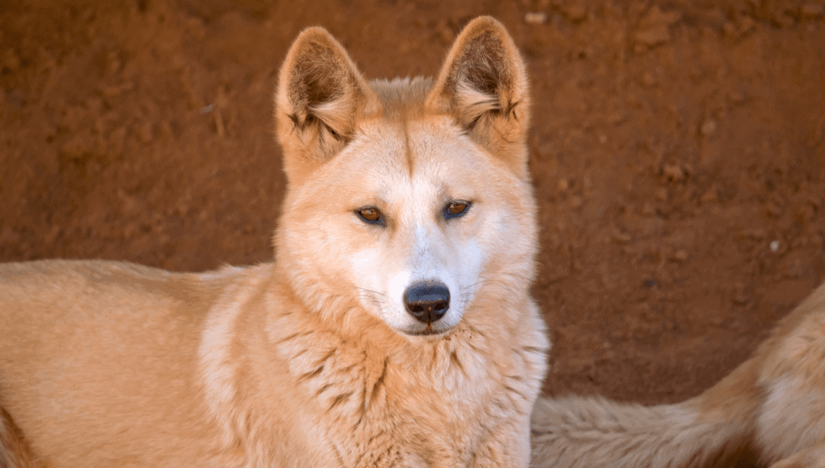 Dingo facts for kids