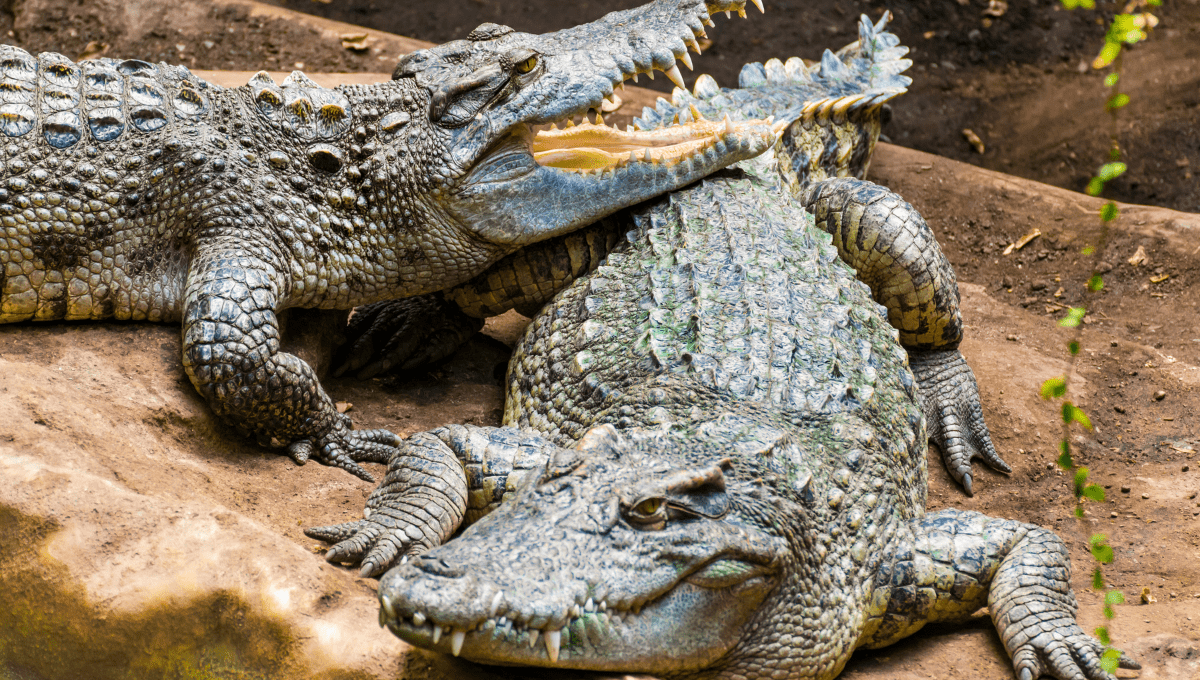 How Does the Skin Color of Crocodiles Help Them Survive?