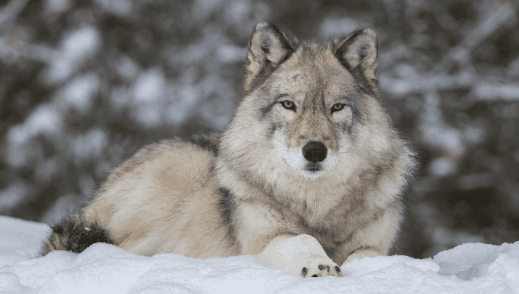 Wolf Facts for Kids | Fun Facts about Wolves for School Projects