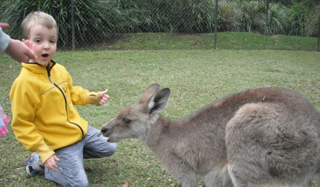 Kangaroo facts for kids