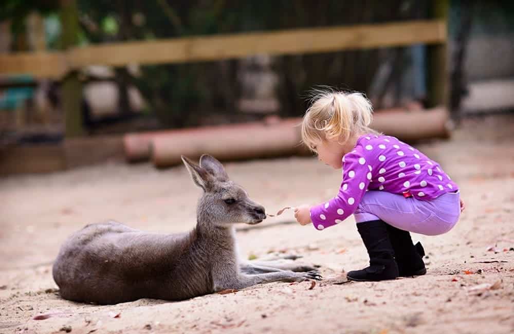 australia day with kids kangaroo