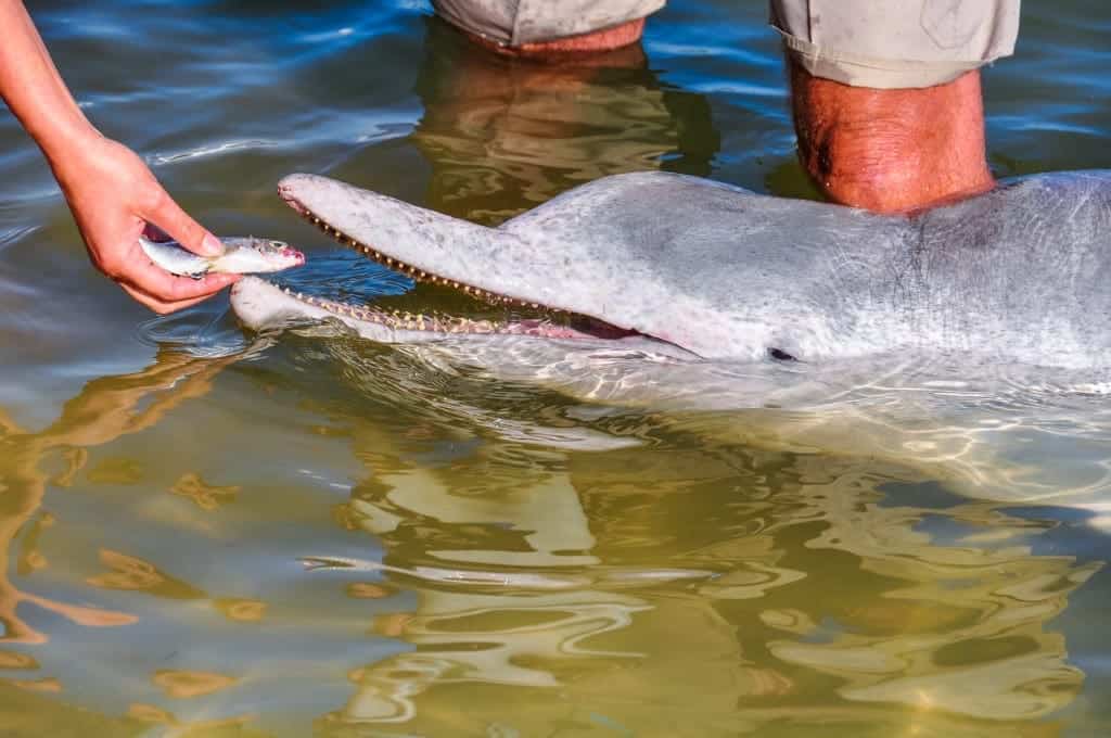 Tin Can Bay dolphins feeding
