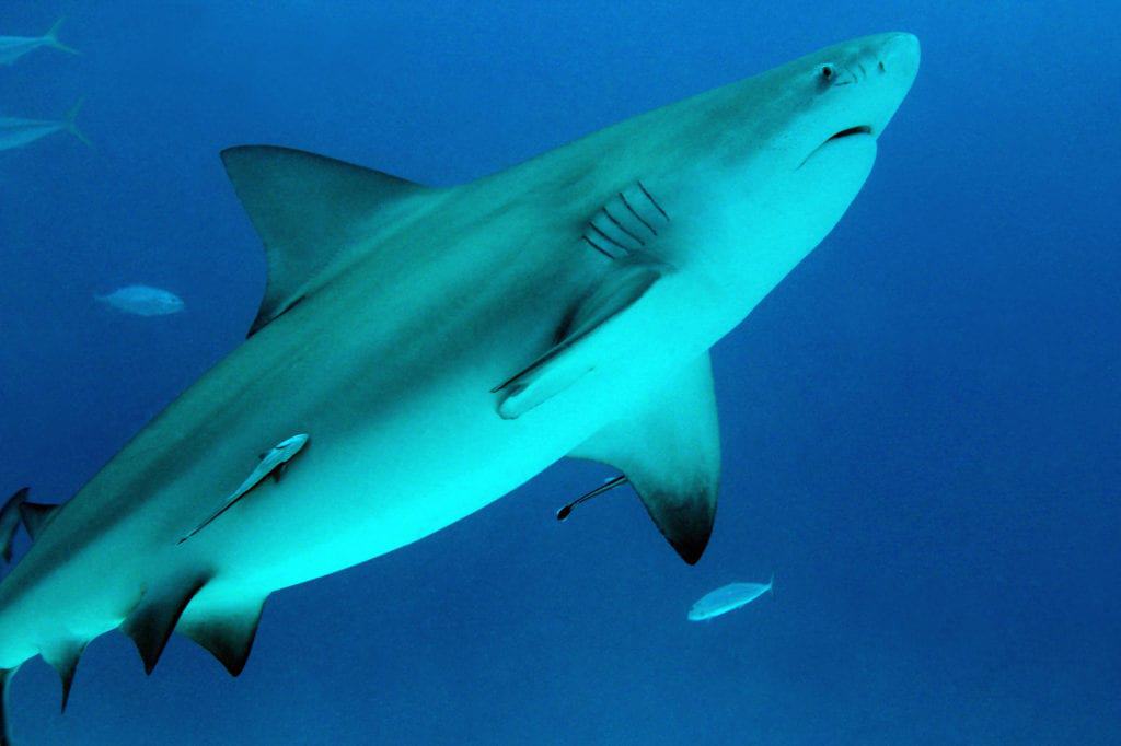 deadliest animals bull shark