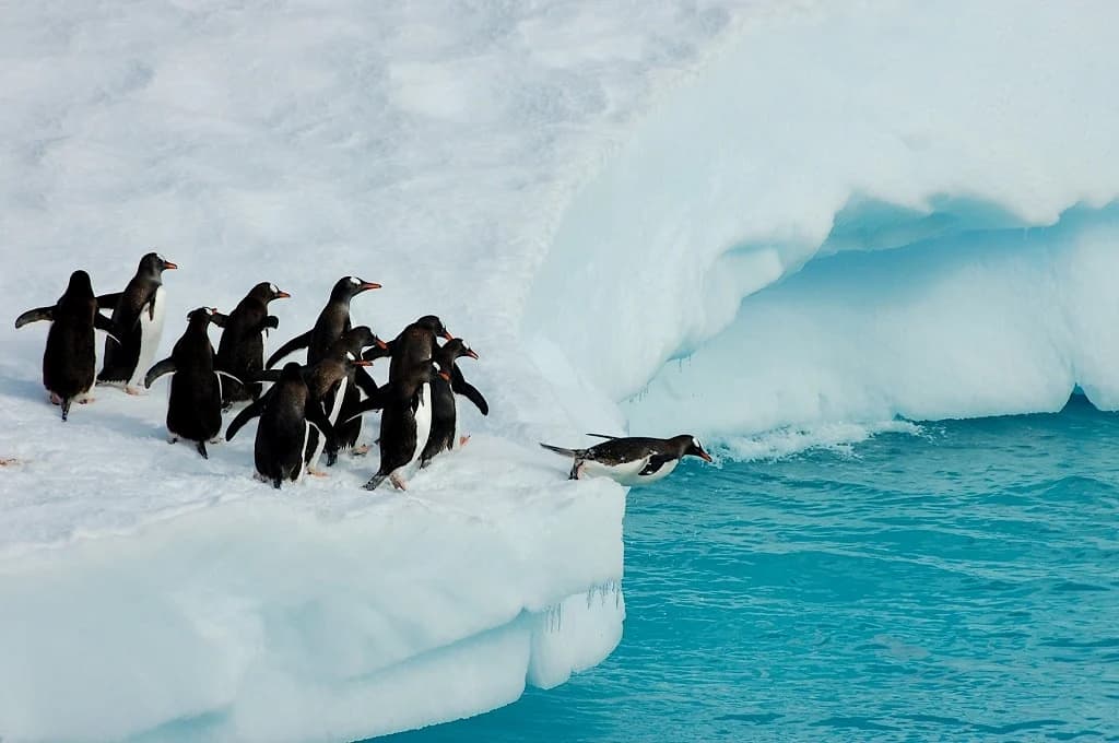 Antarctica Facts for Kids