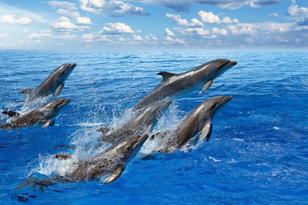 Dolphin Facts for Kids