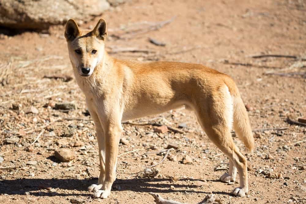 wild Dingo facts for kids