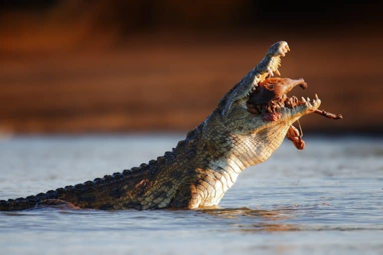 Crocodile Facts for Kids Fun Interesting Facts about Crocodiles