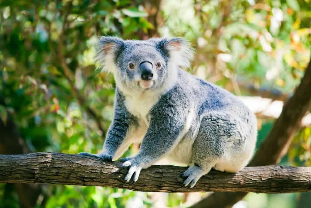 Fun Facts about Queensland For Kids