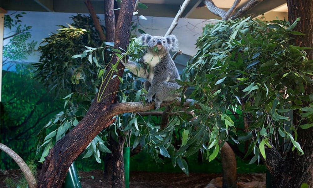 Macadamia Castle koala park