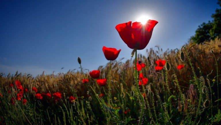 ANZAC Day Facts for Kids