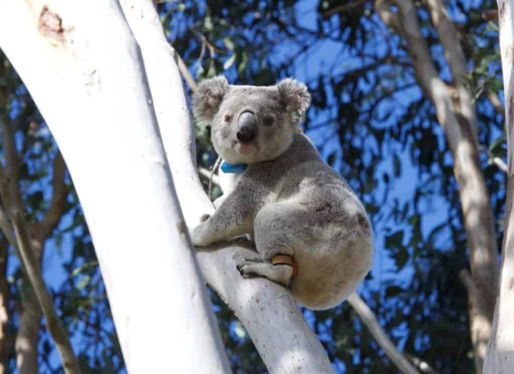 Spicers Hidden Vale Koala Safari