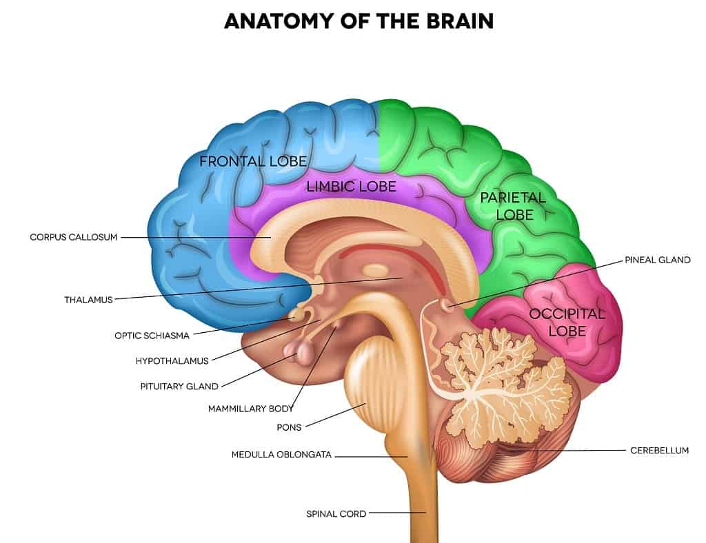 brain diagram for kids