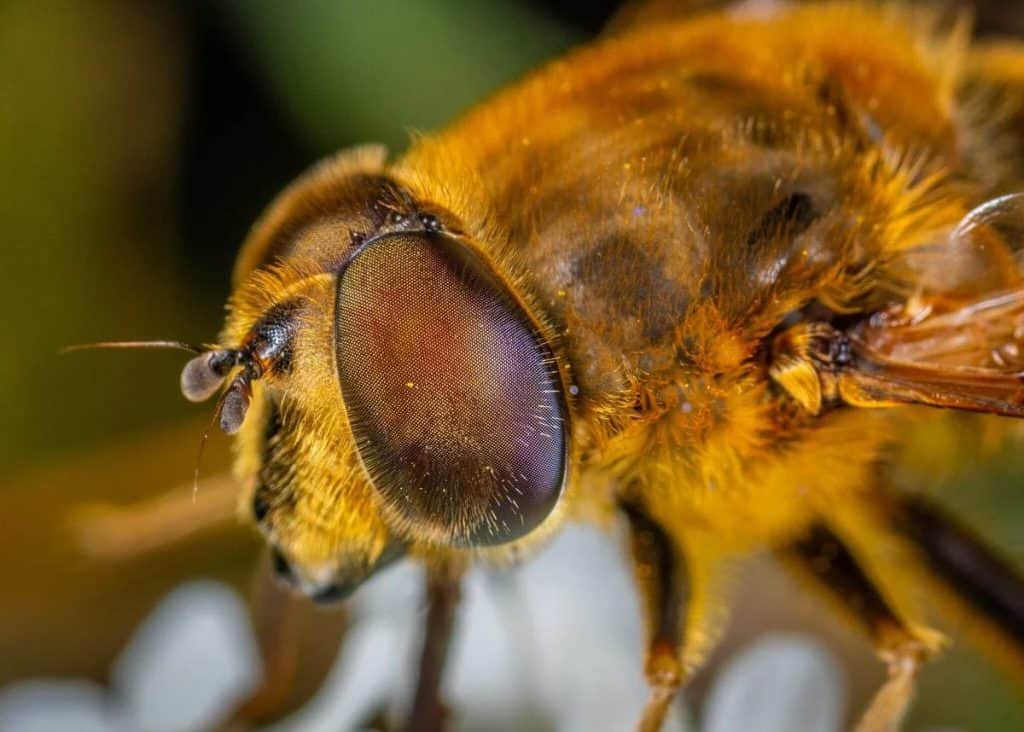 bees have 5 eyes