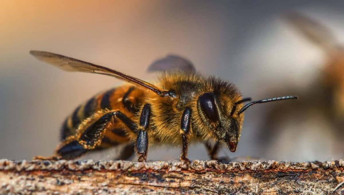bee facts for kids
