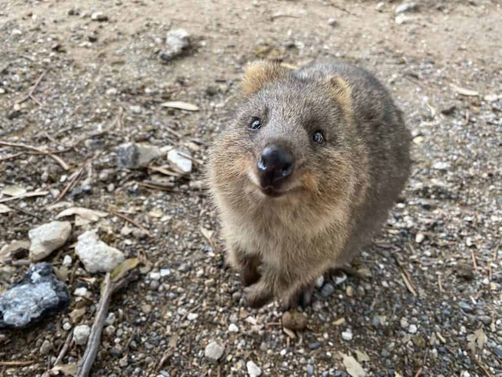 Quokkas are friendly and incredibly intelligent animals