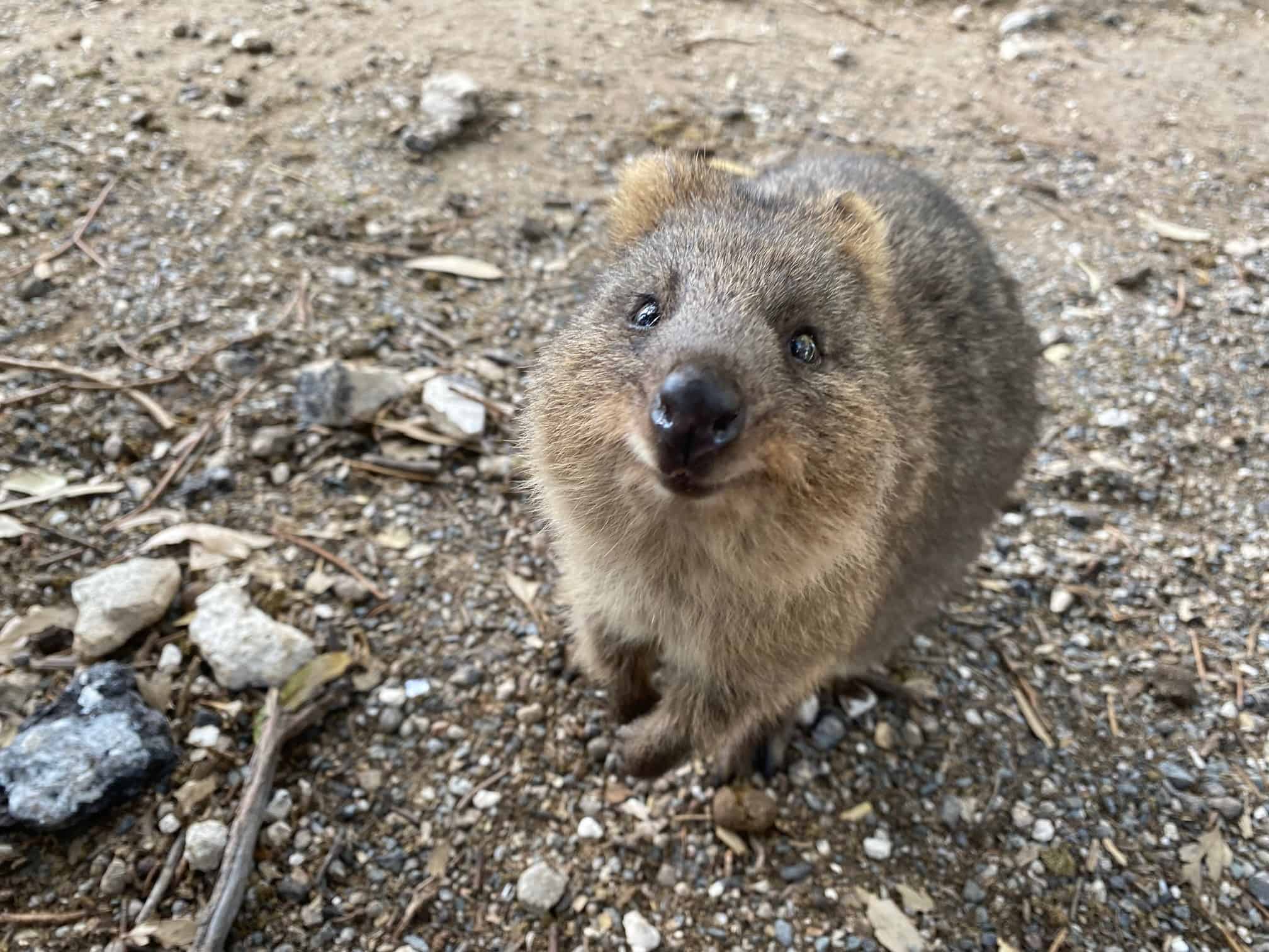 Quokka Facts for Kids Facts About Quokkas