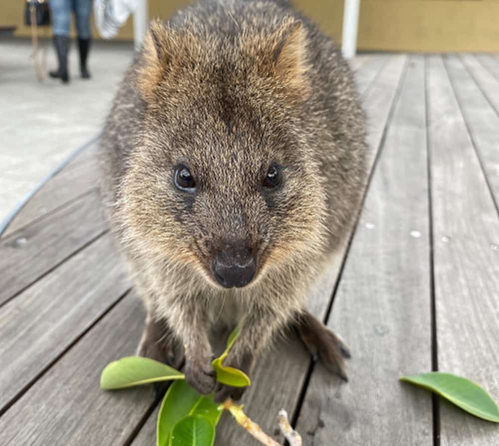 Quokkas are herbivores who rely on plants for their diet
