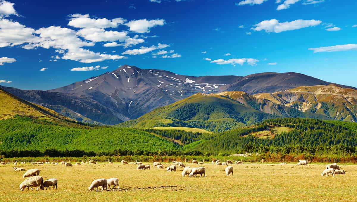 Another interesting fact about New Zealand is that it has more sheep than people