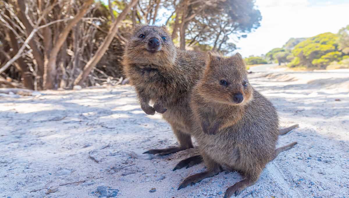 Quokkas are often known as the happiest animals on earth due to their signature smiles