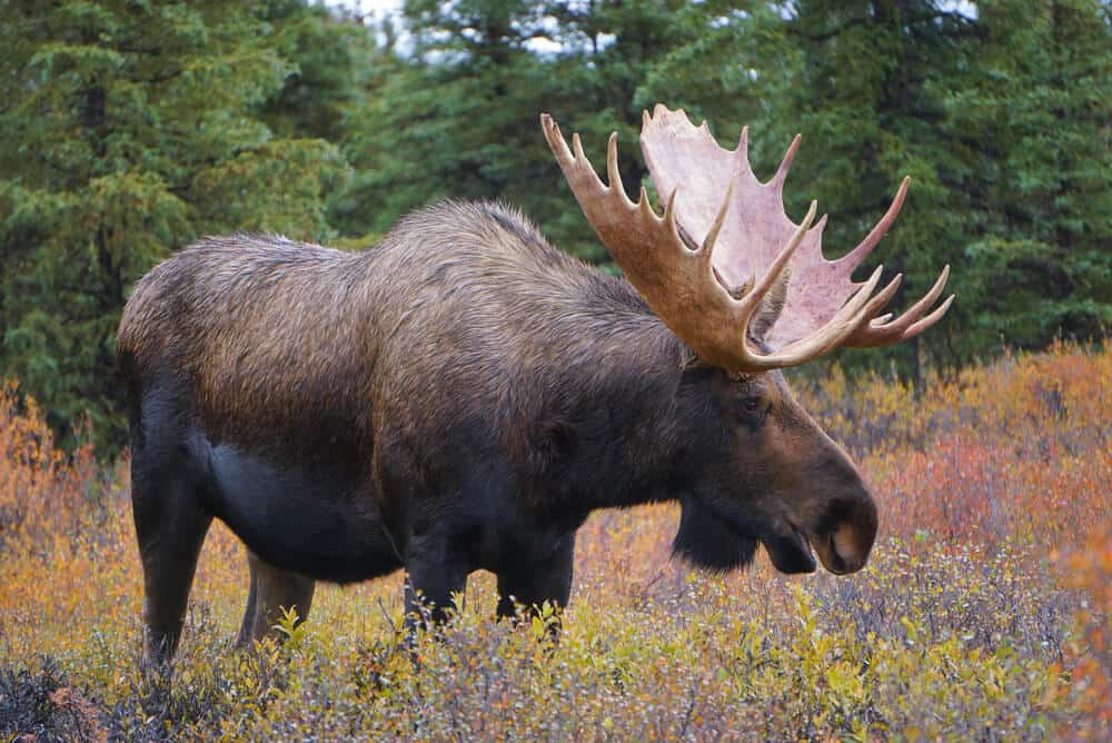 Canada is home to the largest member of the deer family, the Moose