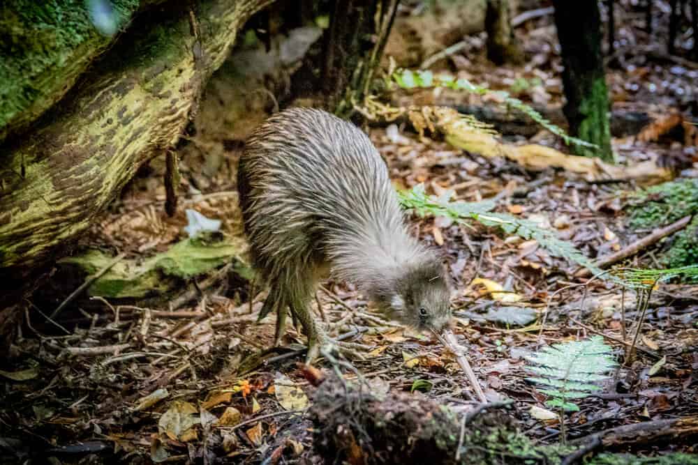 The Kiwi, a small flightless bird with long beaks, one of New Zealand's famous bird and symbol