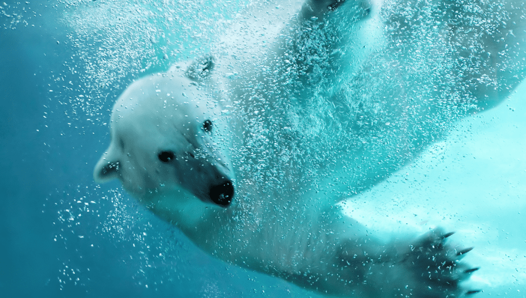 interesting facts about polar bears