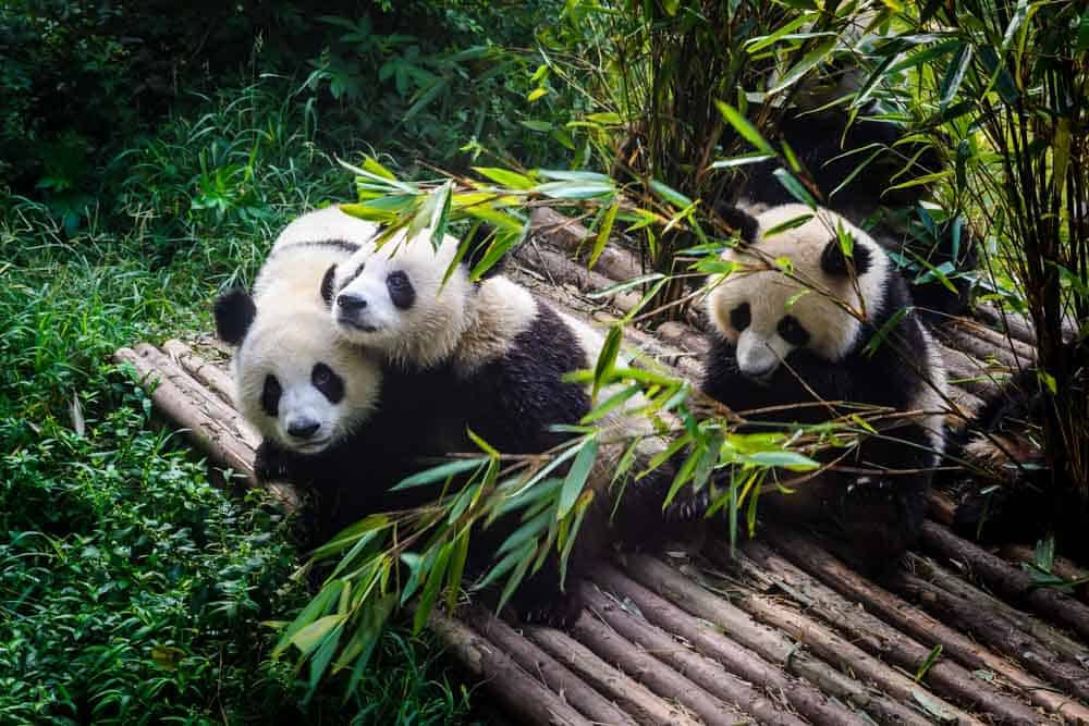Giant Pandas are native to the temperate forests in the mountains of southwest China
