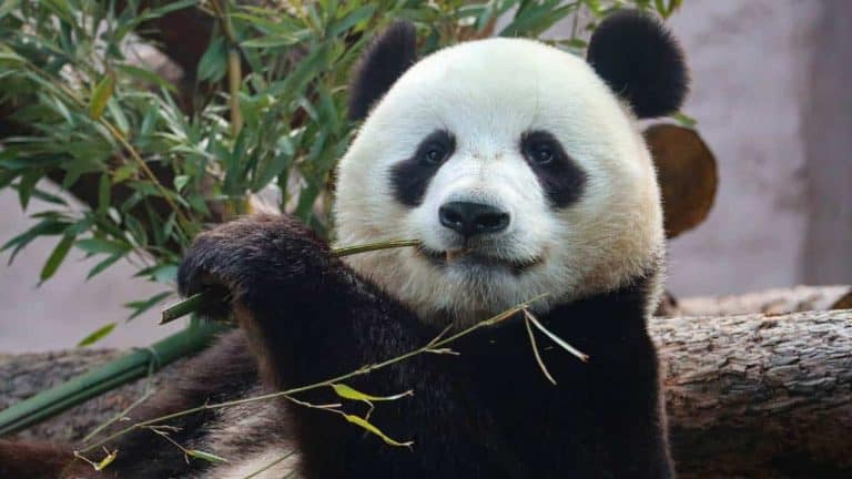 Giant Panda Bear Facts for Kids