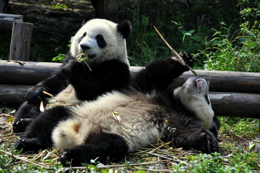Sichuan giant pandas is one of the two subspecies of  giant panda bear