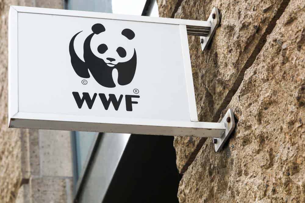One of the ways to help protect Giant Panda bears is supporting WWF
