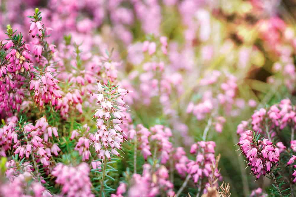 Common Heather is the Floral emblem of Victoria where Melbourne is located