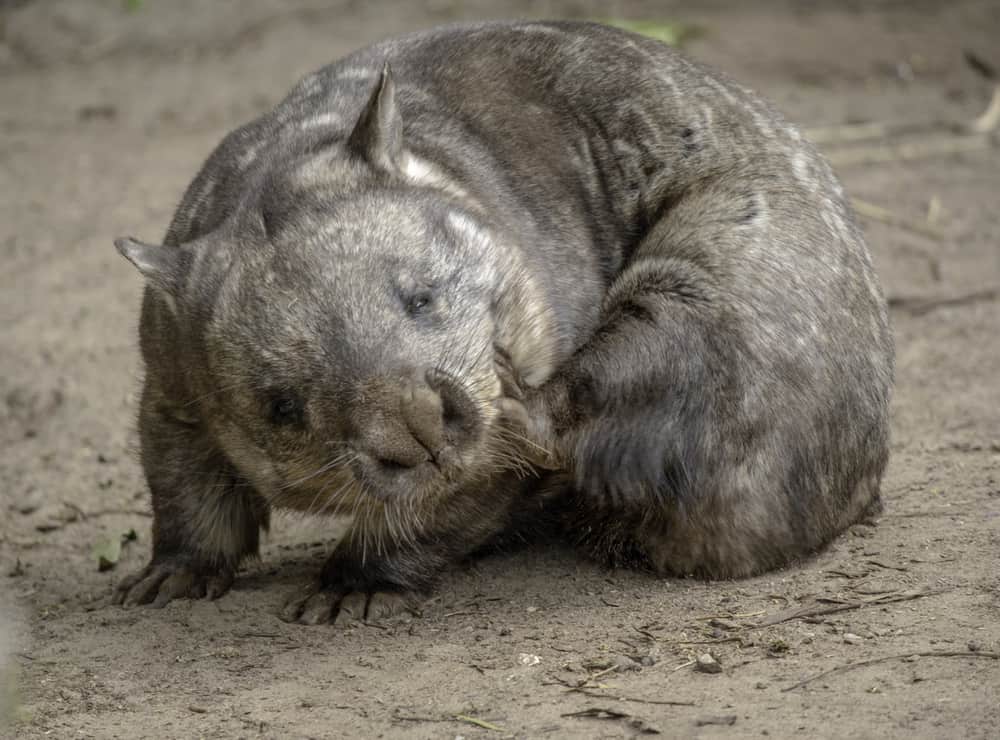 Hairy-nosed wombat scratching