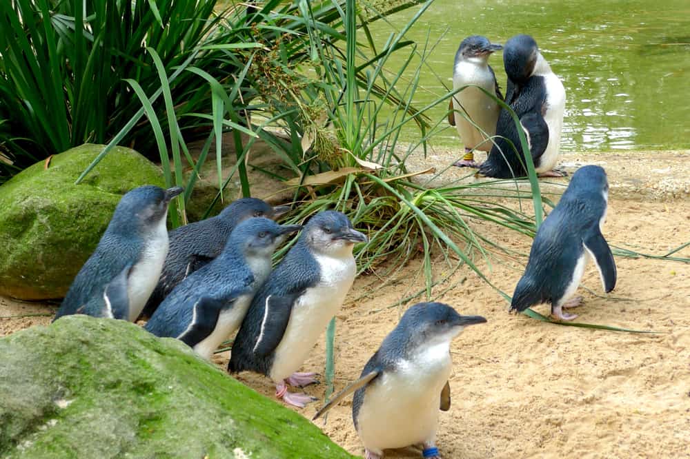 Cute Penguins in Australia