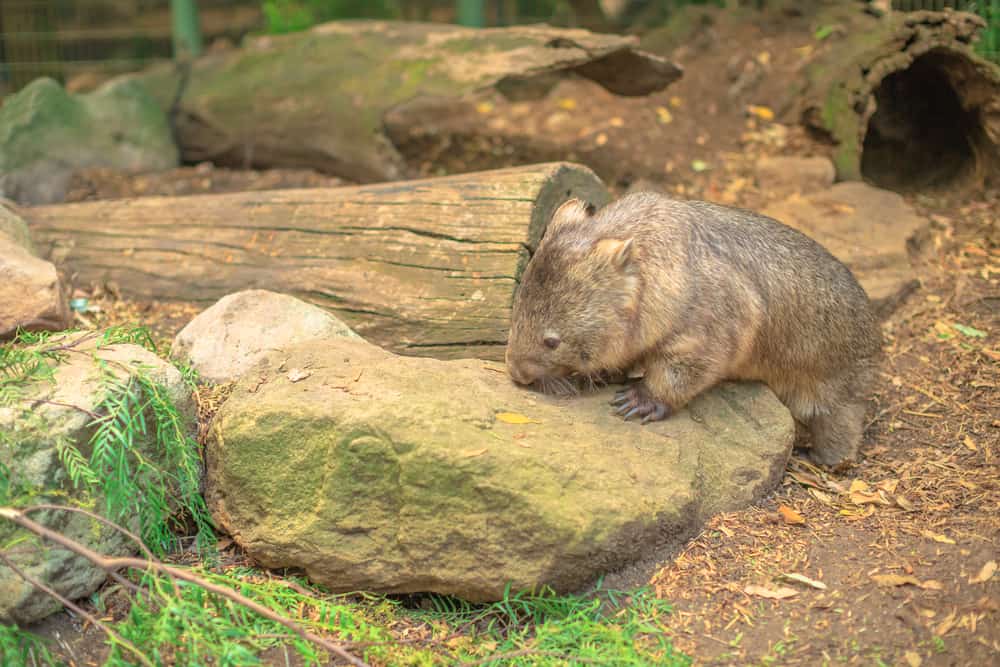 Wombat in nature