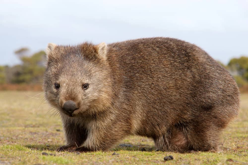 Wombat in the wild