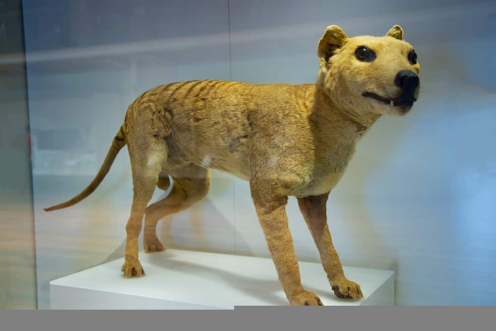 Awesome facts for kids about Tasmanian Tiger