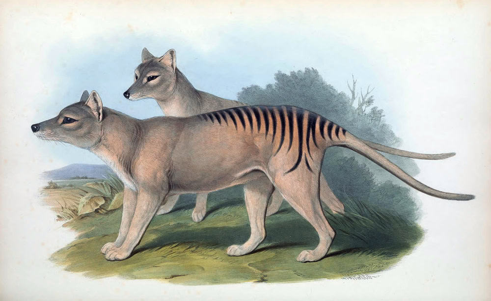 Fascinating Tasmanian Tiger Facts for Kids for school projects