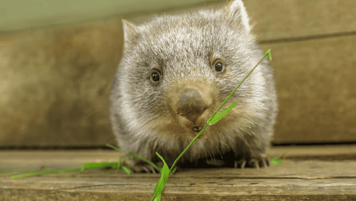 Wombat-Feeding